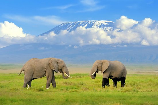 elephants-at-amboseli