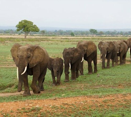 elephants walking in single file