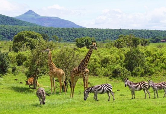 game-driving-in-arusha