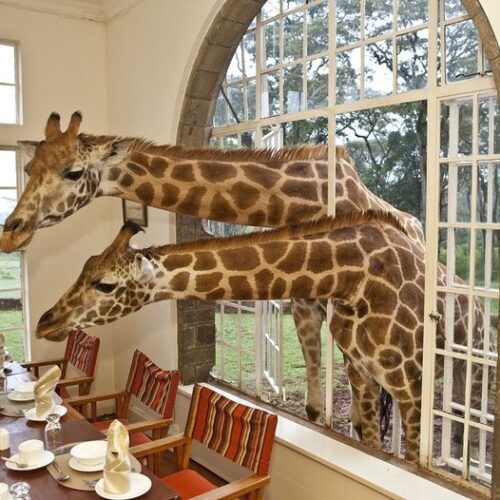 giraffe-manor