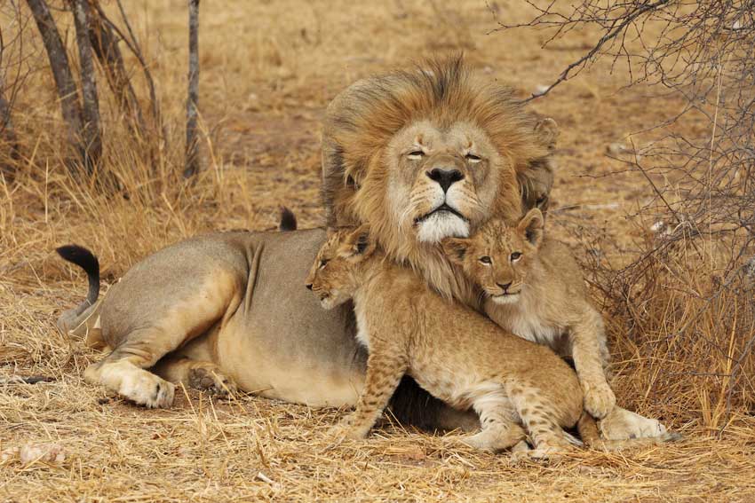 lion playing with cubs