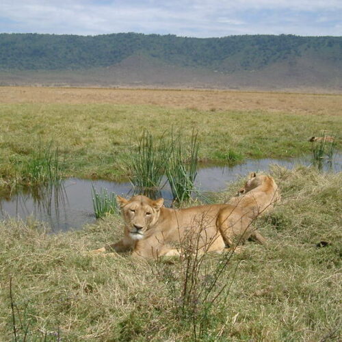 lionesses at ngorongoro