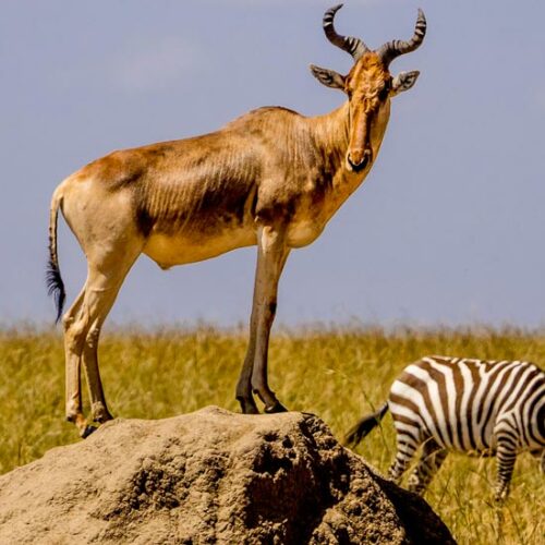 antelope on an anthill