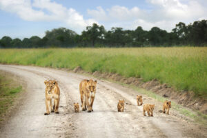 lioness and cubs on a road