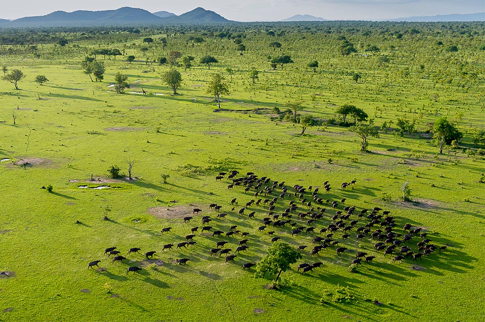 selous-buffaloes