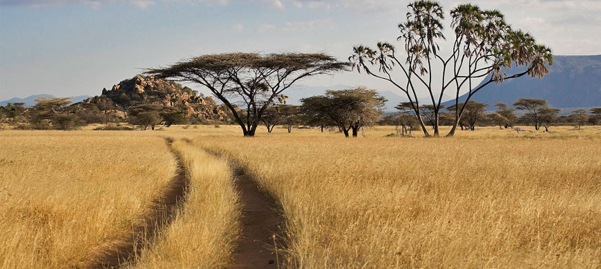 shaba grassland