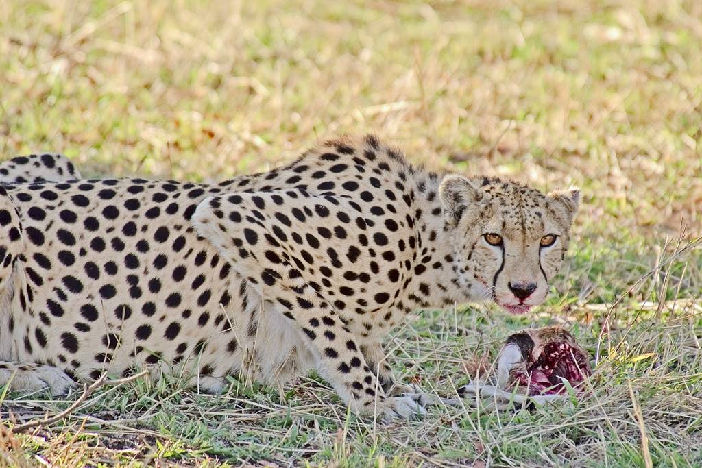 Cheetah feeding