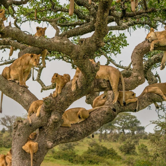 lionesses hanging out on a tree