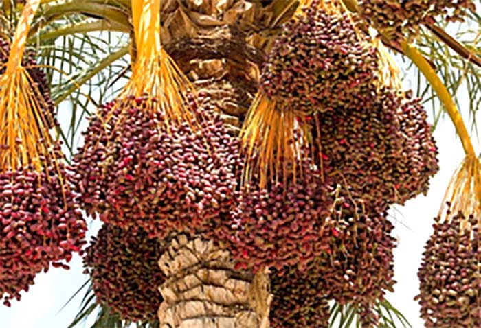 نخل درخت عجیبی است!