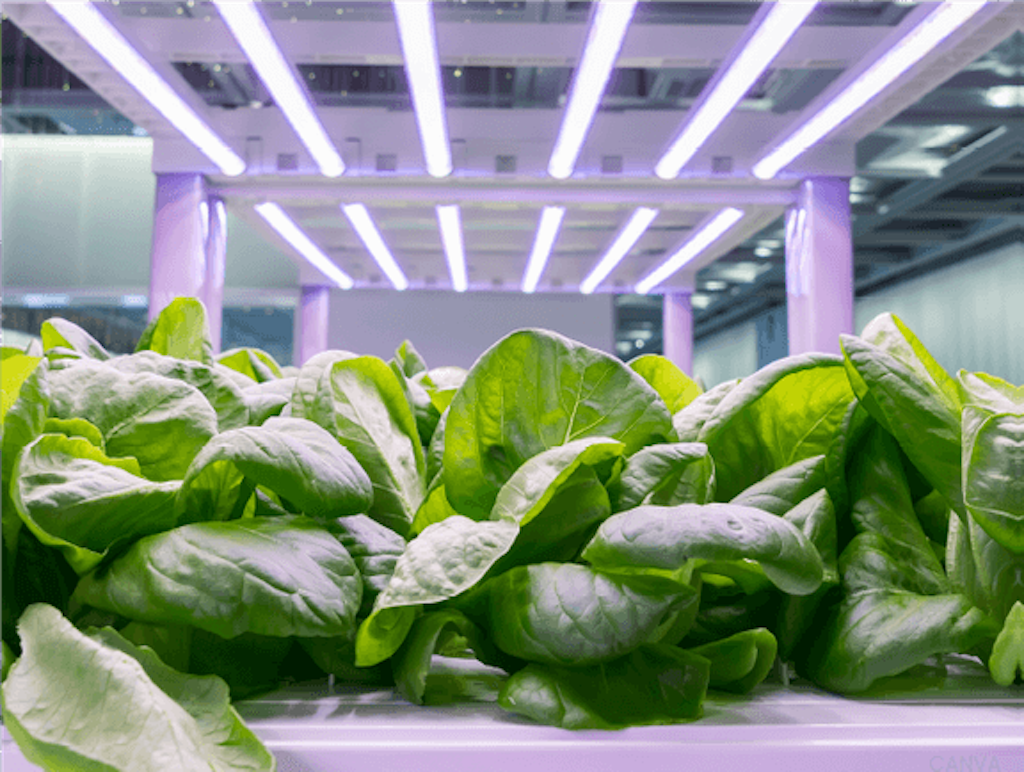 Fremtidens fødevarer dyrkes på hylder i en container på Amager