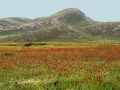 web-klaprozen-armenie-jpg