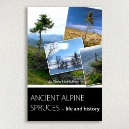 Ancient alpine spruces – life and history