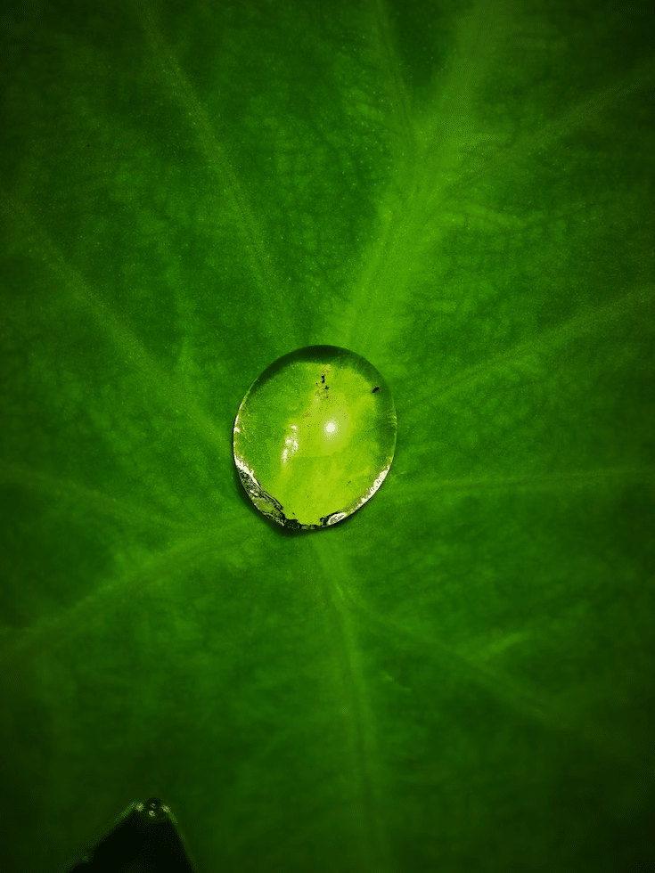 Biuld på en droppe på ett blad