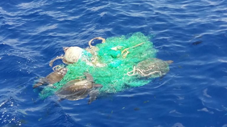 Zombie in the Water': New Greenpeace Report Warns of Deadly Ghost Fishing  Gear - EcoWatch