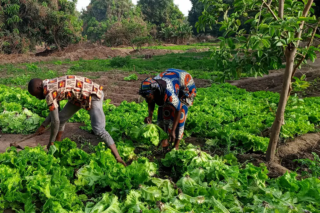 Agri Job Booster Chad