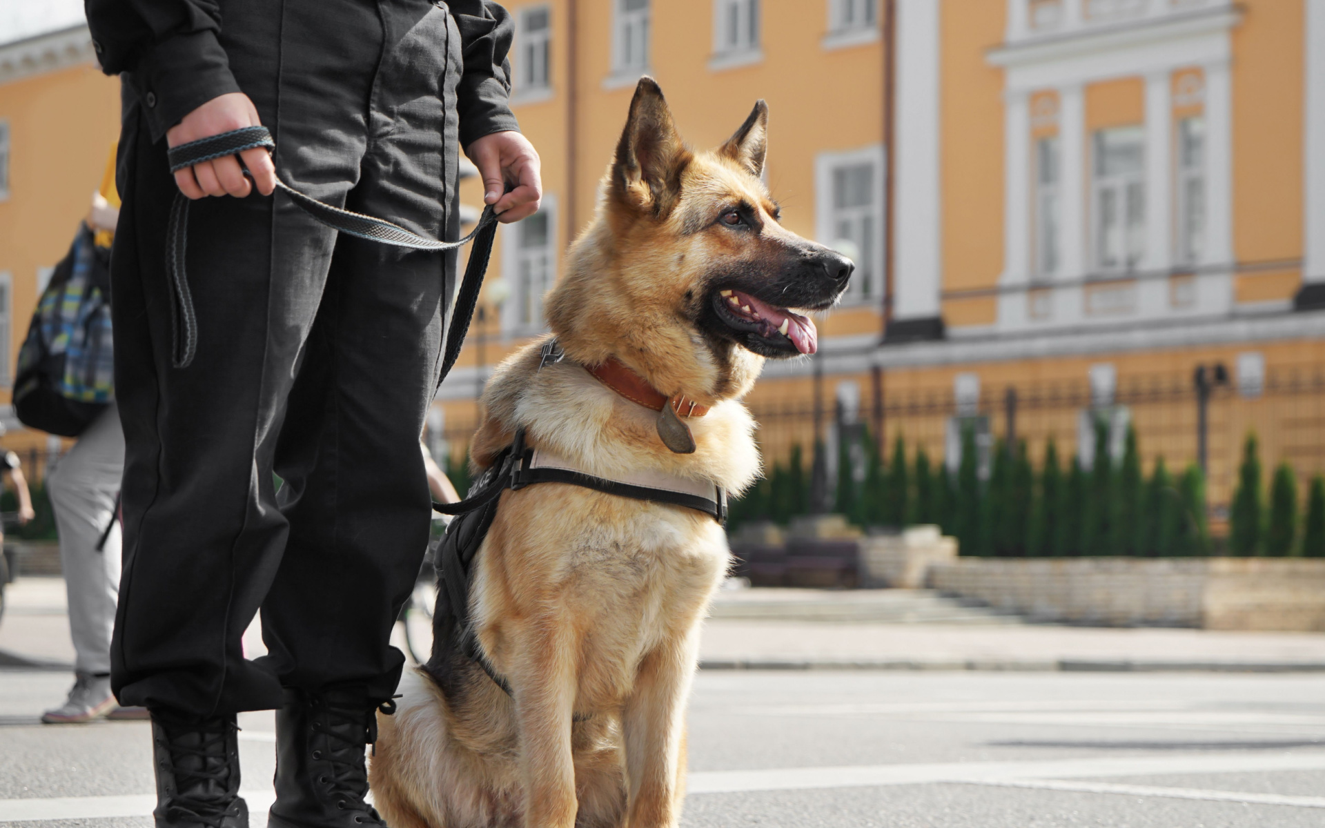Security Dog Slider Image