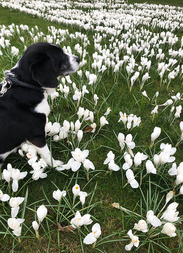 Jesper Sønderaas hund Luna i blomsterbed