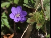 diary-2012-04-08-anemone-iv