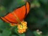 sommerfugl-1