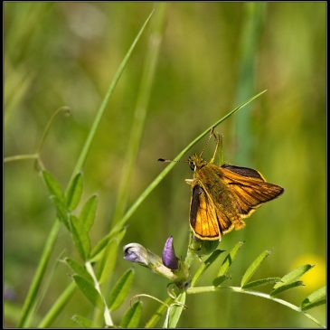 Hedeland og Trylleskoven
