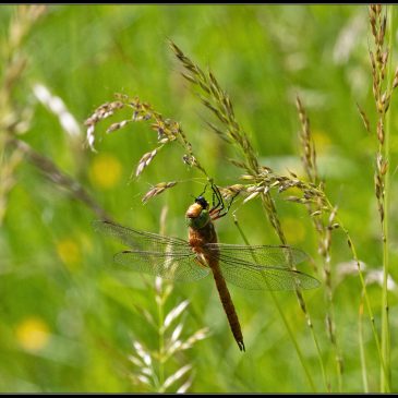 Store Bøgeskov og Regnemark