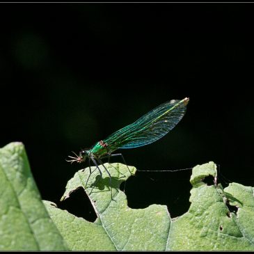 Køge Å og Hedeland