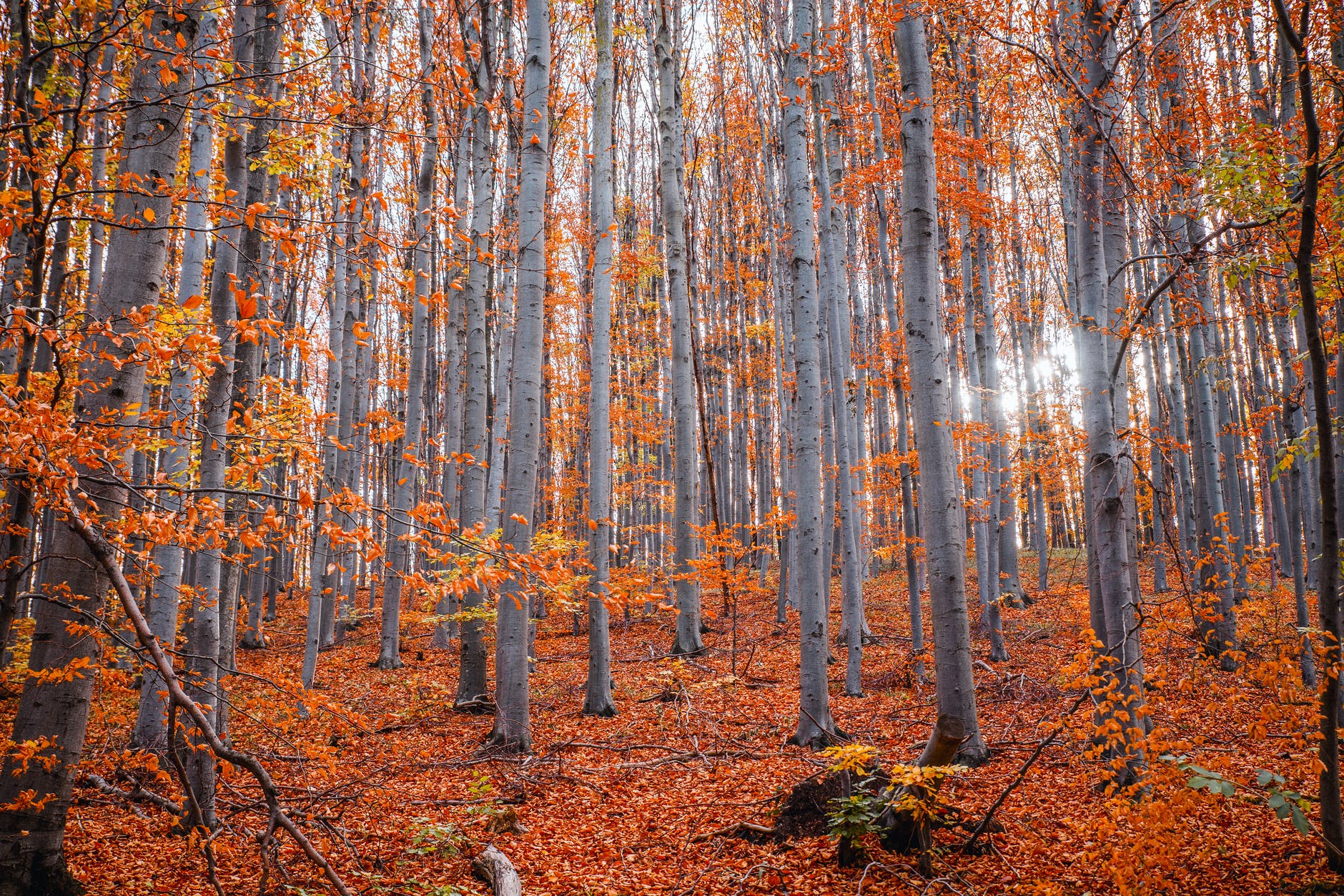 trees in autumn forest