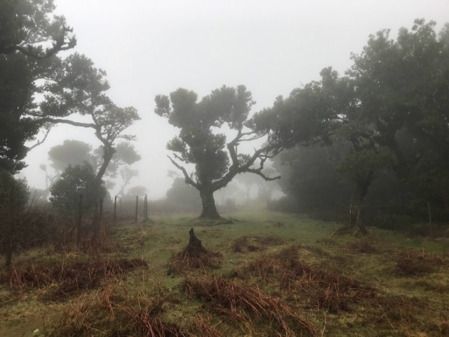 Træ i Fanal nationalpark på Madeira.