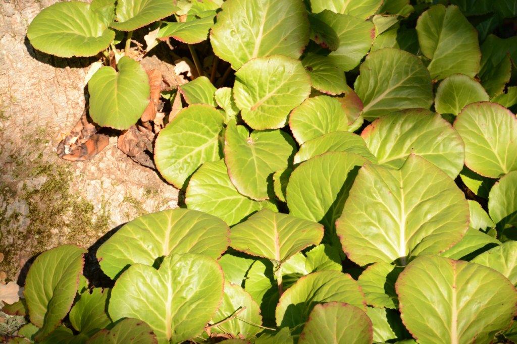 Bergenia cordifolia Bergenia