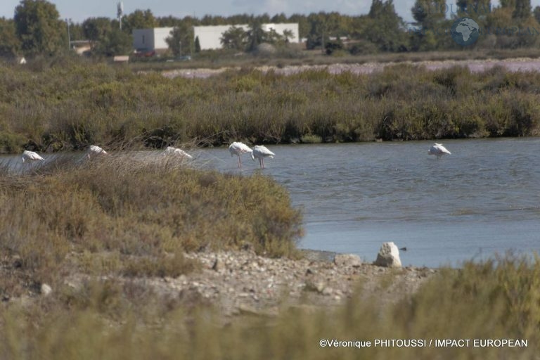 Les Salins de Camargue 15