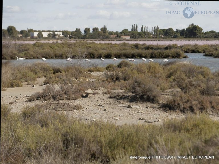 Les Salins de Camargue 16