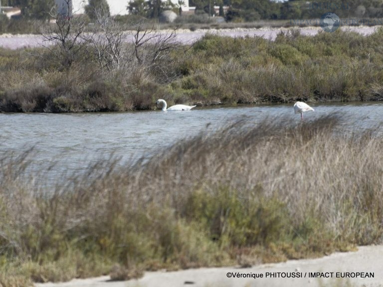 Les Salins de Camargue 18