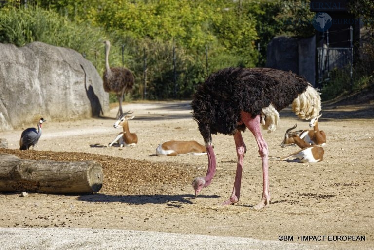 Parc zoologique de Paris 016