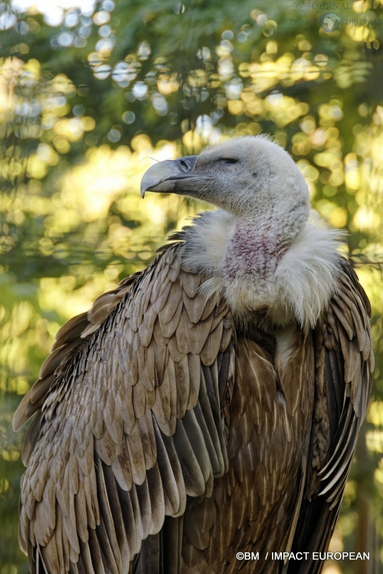 Parc zoologique de Paris 021