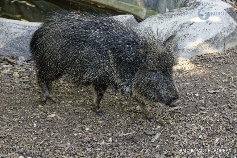 Parc zoologique de Paris 026