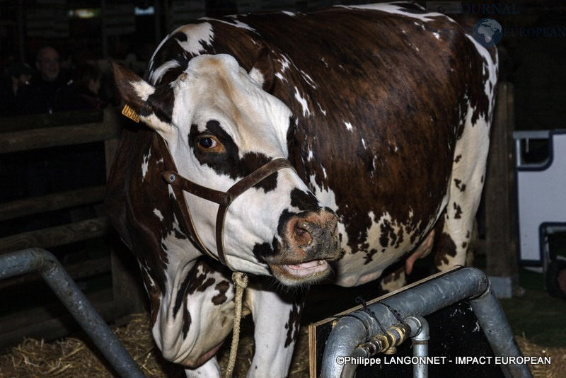 Vache star du salon international de l'agriculture de Paris, Oreillette