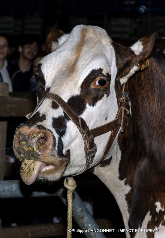 Vache star du salon international de l'agriculture de Paris, Oreillette