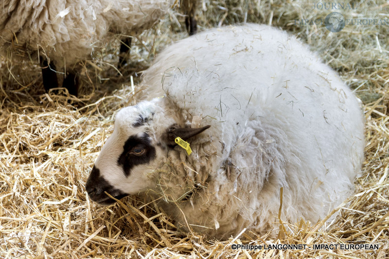 Photographie de Philippe Langonnet