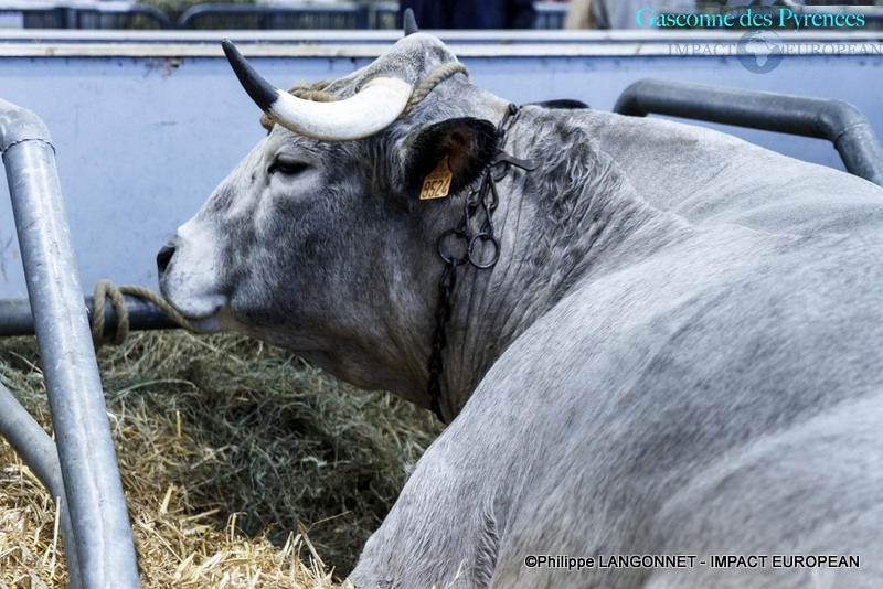 Photographie de Philippe Langonnet