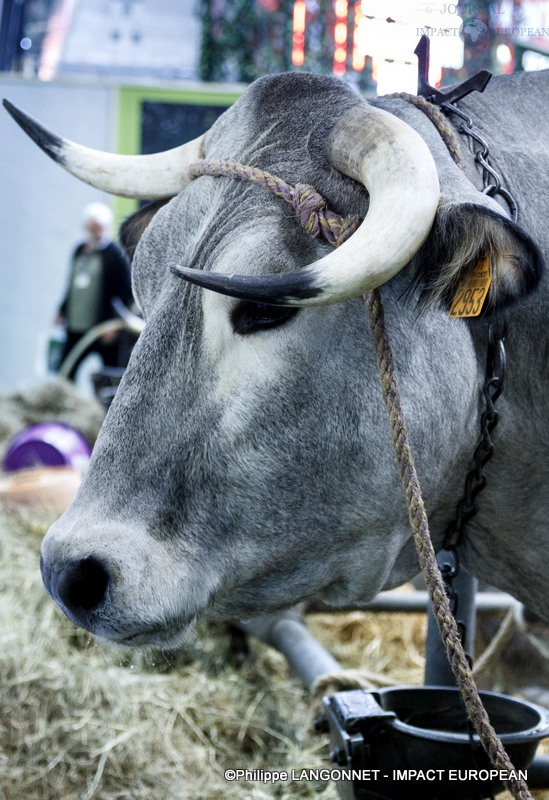 Photographie de Philippe Langonnet