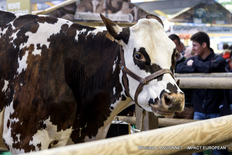 Vache star du salon international de l'agriculture de Paris, Oreillette