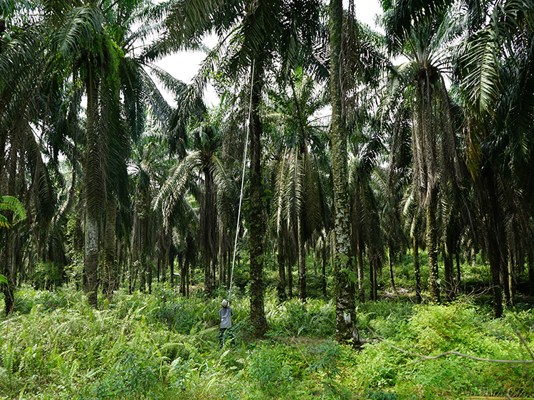 A journey through agro-industrial territories of palm oil production in Southeast Asia <br srcset=