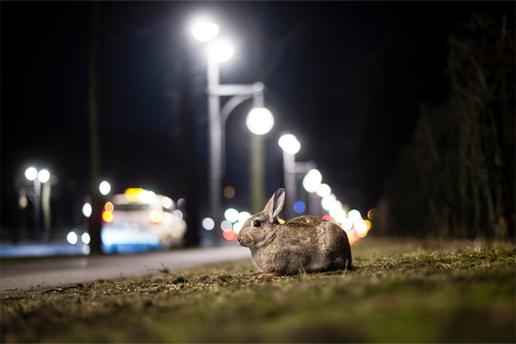 Multi-species coexistence, COVID-19 & urban design <br srcset=