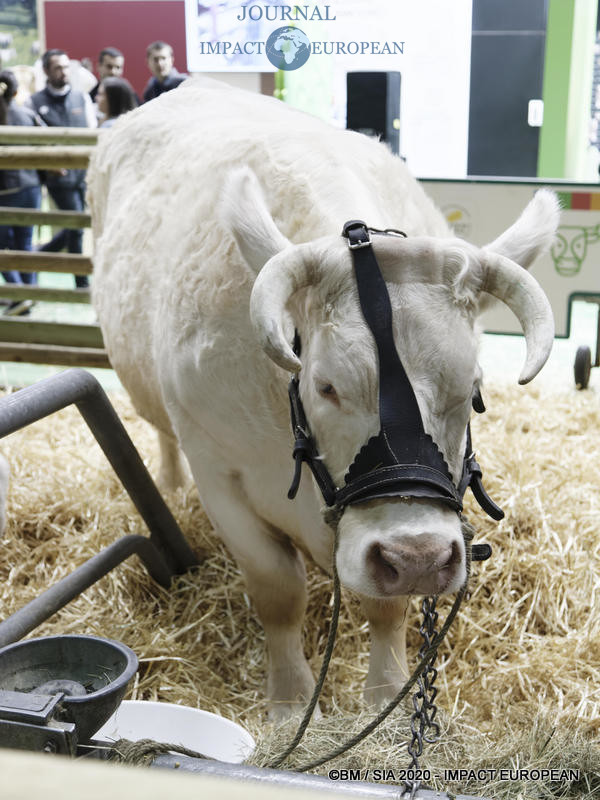 La Charolaise Ideale égérie du 57ème Salon de l'agriculture.