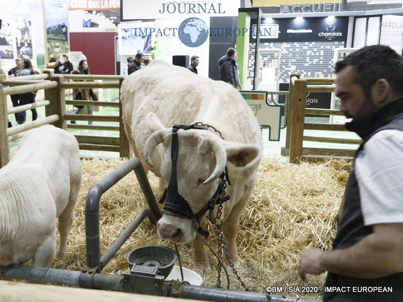 La Charolaise Ideale égérie du 57ème Salon de l'agriculture.