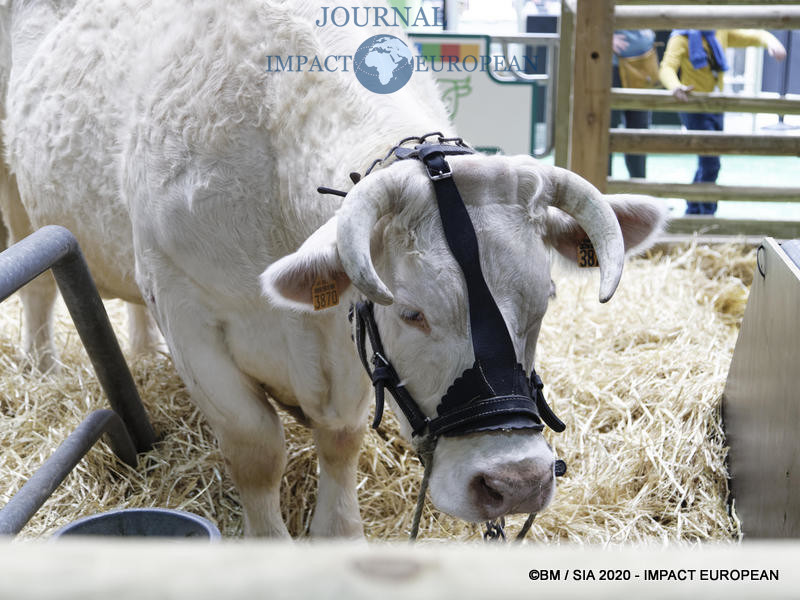 La Charolaise Ideale égérie du 57ème Salon de l'agriculture.