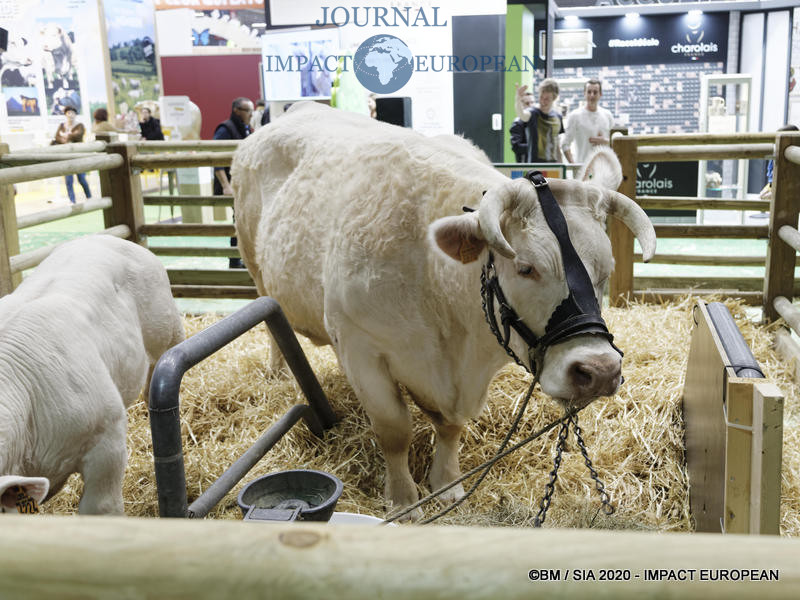 La Charolaise Ideale égérie du 57ème Salon de l'agriculture.