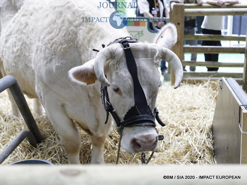 La Charolaise Ideale égérie du 57ème Salon de l'agriculture.