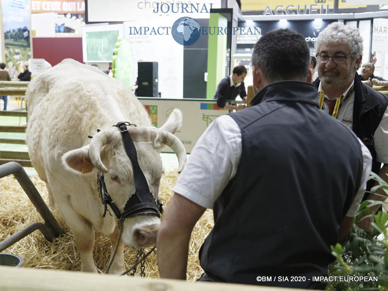 La Charolaise Ideale égérie du 57ème Salon de l'agriculture.