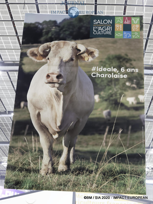 La Charolaise Ideale égérie du 57ème Salon de l'agriculture.